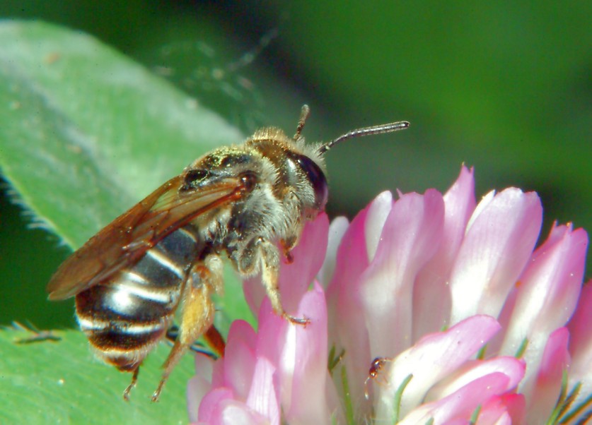 Macrofotografia (anche per micologi)